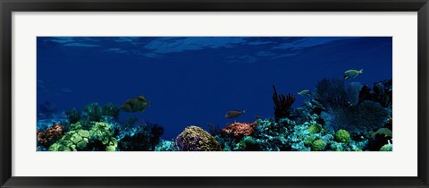 Framed Underwater Print