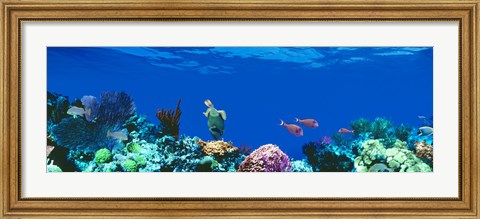 Framed Underwater, Caribbean Sea Print