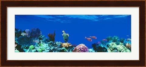 Framed Underwater, Caribbean Sea Print