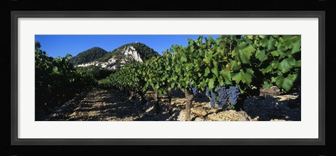 Framed Cote Du Rhone Vineyard, Provence, France Print