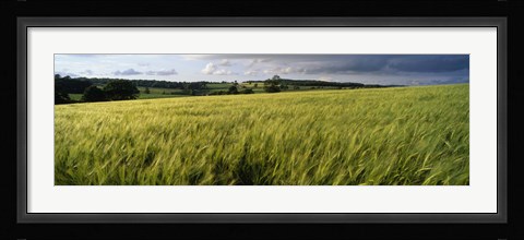 Framed Barley Field, Wales, United Kingdom Print