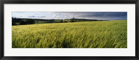 Framed Barley Field, Wales, United Kingdom Print