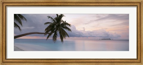 Framed Palm tree, Indian Ocean Maldives Print