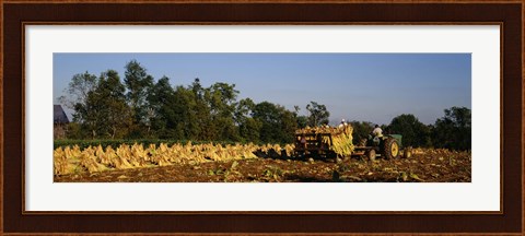 Framed Two people harvesting tobacco, Winchester, Kentucky, USA Print