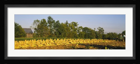 Framed Tractor in a tobacco field, Winchester, Kentucky, USA Print