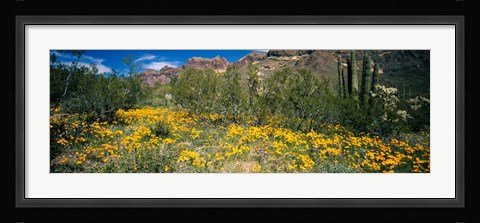 Framed Flowers in a field, Organ Pipe Cactus National Monument, Arizona, USA Print