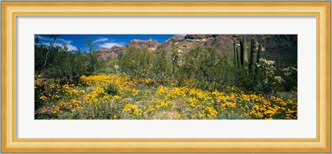 Framed Flowers in a field, Organ Pipe Cactus National Monument, Arizona, USA Print