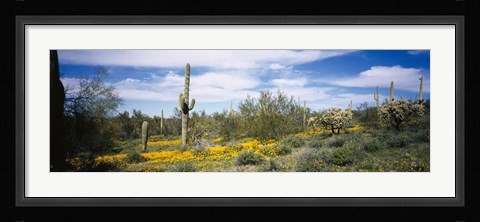 Framed Poppies and cactus on a landscape, Organ Pipe Cactus National Monument, Arizona, USA Print