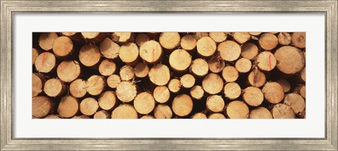 Framed Marked Wood In A Timber Industry, Black Forest, Germany Print