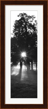Framed Sunrise, Fog, Woodford Co, Kentucky, USA Print