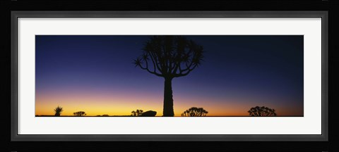 Framed Africa, Namibia, Kokerboom Preserve, Quiver Tree Print