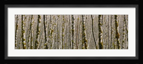 Framed Trees in the forest, Red Alder Tree, Olympic National Park, Washington State, USA Print