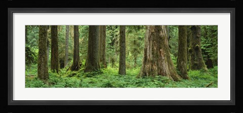 Framed Trees in a rainforest, Hoh Rainforest, Olympic National Park, Washington State, USA Print