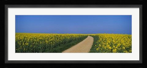 Framed Dirt road running through an oilseed rape field, Germany Print