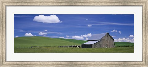 Framed Cows and a barn in a wheat field, Washington State, USA Print