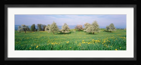 Framed Peartrees Fields Aargau Switzerland Print