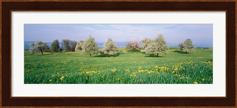 Framed Peartrees Fields Aargau Switzerland Print