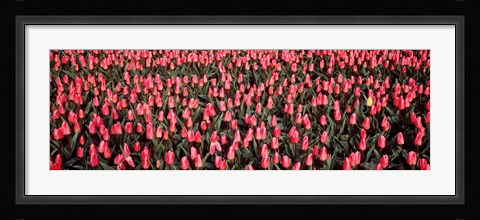 Framed Tulips, Noordbeemster, Netherlands Print