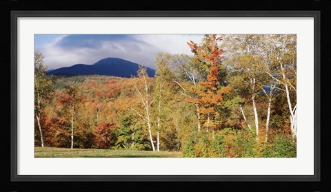 Framed Trees on a field in front of a mountain, Mount Washington, White Mountain National Forest, Bartlett, New Hampshire, USA Print