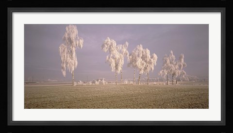 Framed Birch Trees w\ rime Switzerland Print