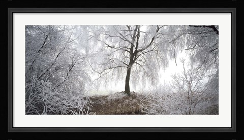 Framed Birch trees covered with snow, Switzerland Print