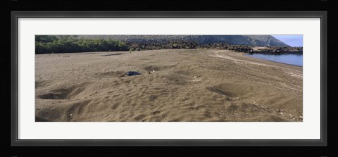 Framed Green turtles nesting at a coast, Isabela Island, Galapagos Islands, Ecuador Print