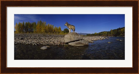 Framed Wolf standing on a rock at the riverbank, US Glacier National Park, Montana, USA Print