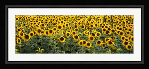 Framed Sunflowers (Helianthus annuus) in a field, Bouches-Du-Rhone, Provence, France Print