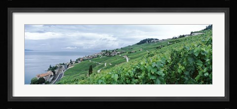 Framed Vineyard on a hillside in front of a lake, Lake Geneva, Rivaz, Vaud, Switzerland Print
