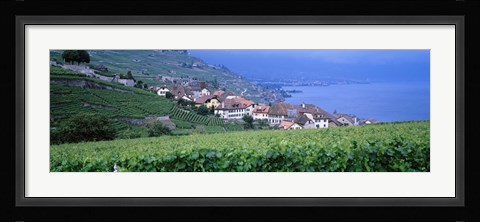 Framed Vineyards, Rivaz, Switzerland Print