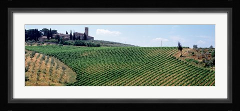 Framed Vineyards and Olive Grove outside San Gimignano Tuscany Italy Print