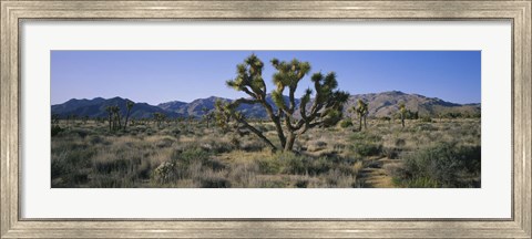 Framed Joshua trees on a landscape, Joshua Tree National Monument, California, USA Print