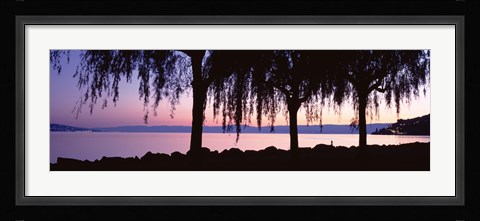 Framed Weeping Willows, Lake Geneva, St Saphorin, Switzerland Print