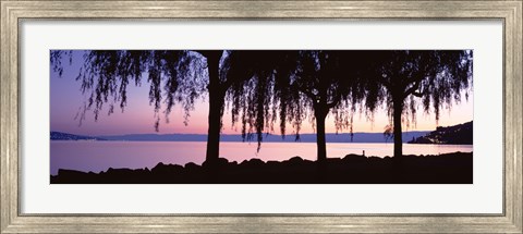 Framed Weeping Willows, Lake Geneva, St Saphorin, Switzerland Print