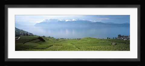 Framed Vineyard at the lakeside, Lake Geneva, Switzerland Print