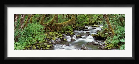 Framed Creek Olympic National Park WA USA Print
