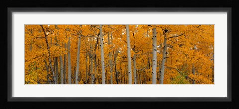 Framed Quaking Aspens Dixie National Forest UT Print