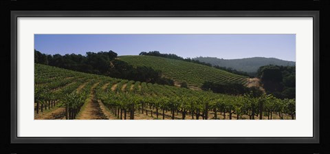 Framed Vineyard on a landscape, Napa Valley, California, USA Print