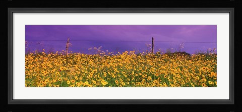Framed Field Coreopsis Flowers, Texas, USA Print