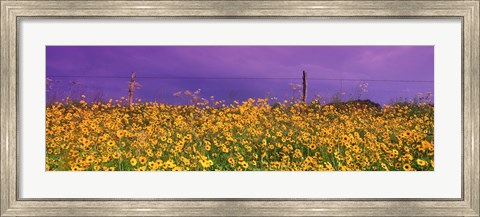Framed Field Coreopsis Flowers, Texas, USA Print