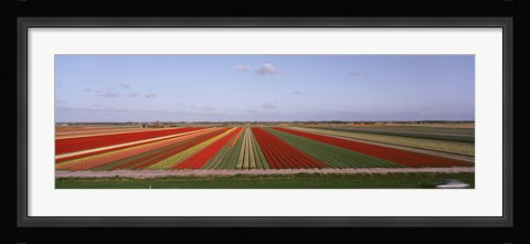 Framed High Angle View Of Cultivated Flowers On A Field, Holland Print