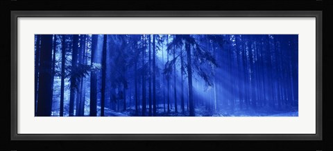 Framed Trees Titisee Germany Print