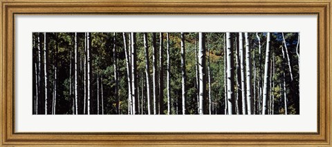 Framed White Aspen Tree Trunks CO USA Print