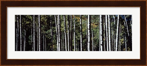 Framed White Aspen Tree Trunks CO USA Print