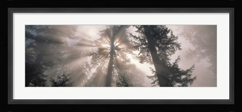 Framed Trees Redwood National Park, California, USA Print