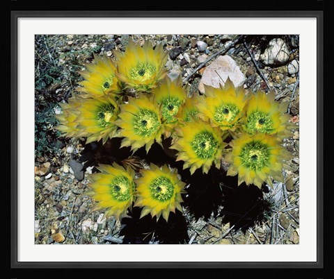 Framed High angle view of cactus flowers, Big Bend National Park, Texas, USA Print