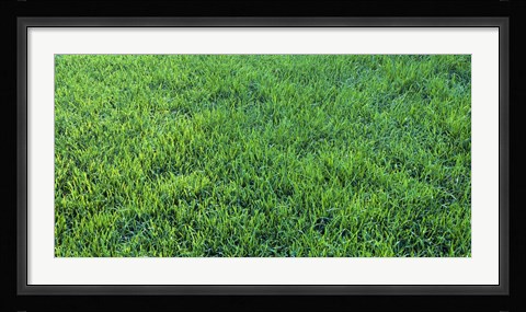 Framed Grass Sacramento CA USA Print