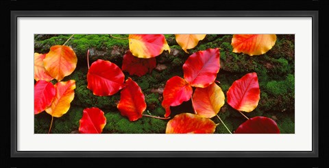 Framed Fall Leaves Sacramento CA USA Print
