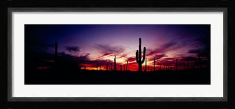Framed Silhouette of Saguaro cactus (Carnegiea gigantea), Saguaro National Monument, Arizona, USA Print