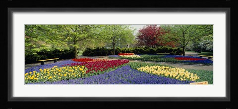 Framed Keukenhof Gardens, Lisse, Netherlands Print